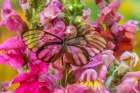 USA, Washington State, Sammamish. Glasswing butterfly on flowers. Art Print